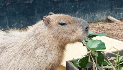 視覚過敏の症状を自分なりに書いてみる -グリーンノートの代わりにクリーム色のノートを使っていました-