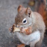 リスが何か食べている画像